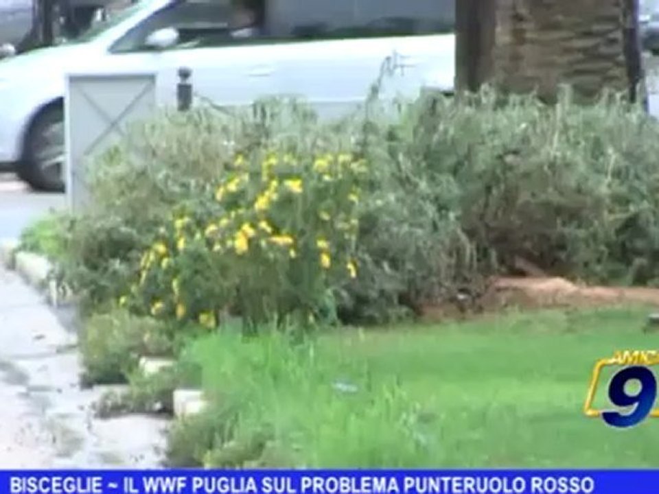 Bisceglie | Il WWF Puglia sul problema punteruolo rosso