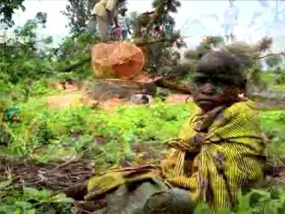 Stop IT - Stop illegal trade in timber