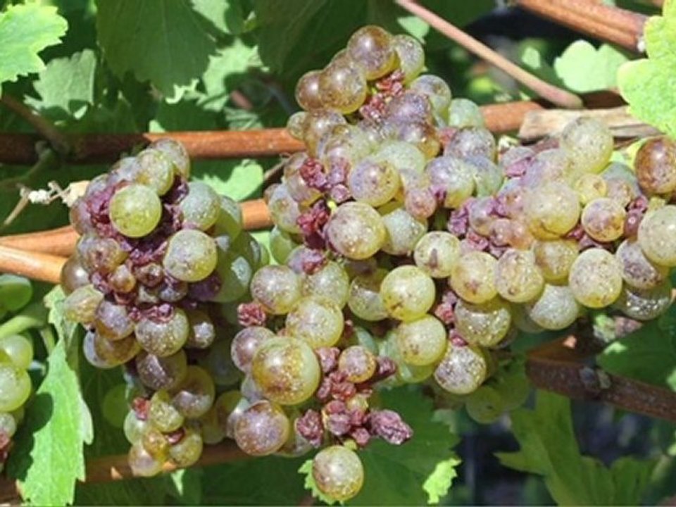 Le SCOT Loire Layon Lys Aubance