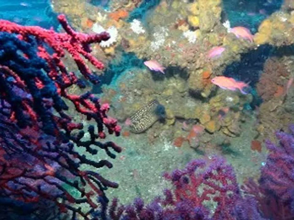 Sejour épave avril 2012 Bormes plongée