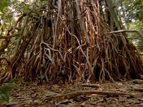 Sur la terre des monstres disparus - Épisode 1 sur 7 - À l'aube des temps nouveaux