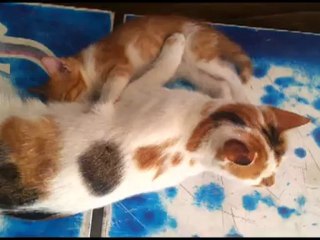 23Haz12 Yavru Kedi ve Annesi