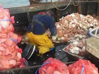 Ouverture de la pêche à la coquille