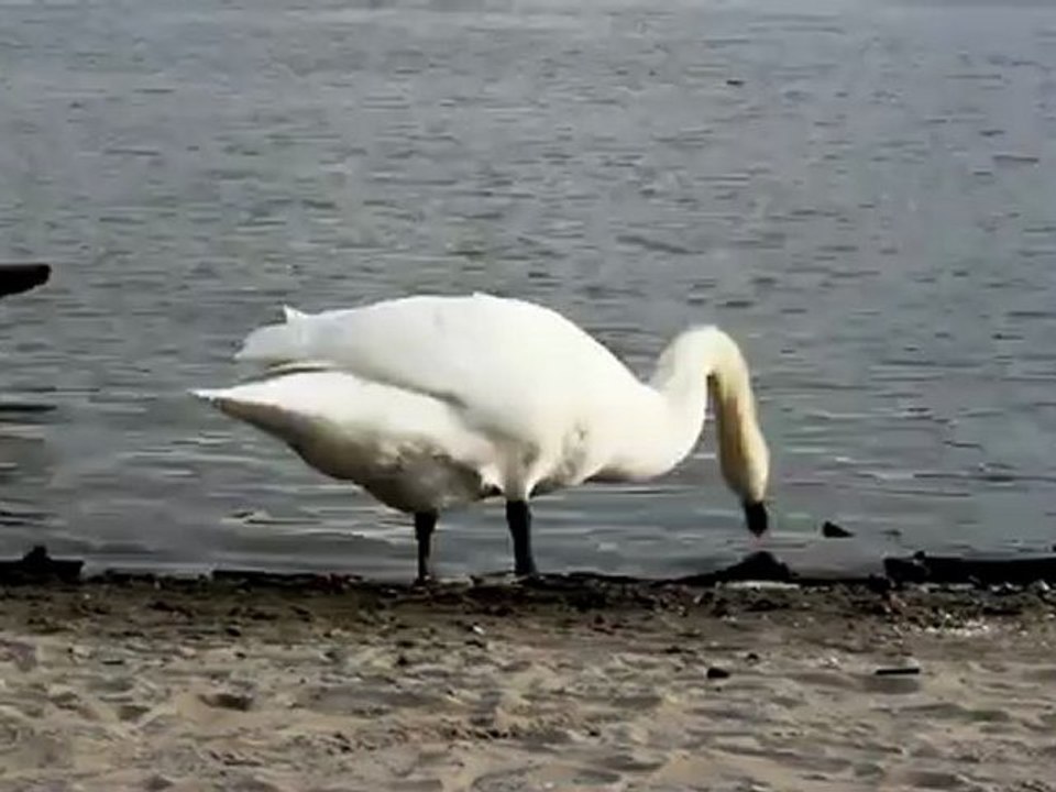 Swan - Free HD stock footage