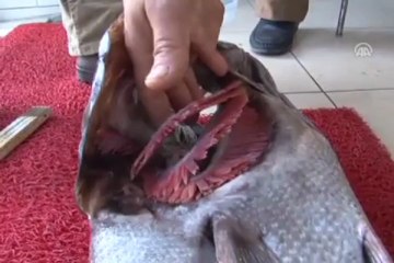 Çanakkale Boğazı'nda yakalandı