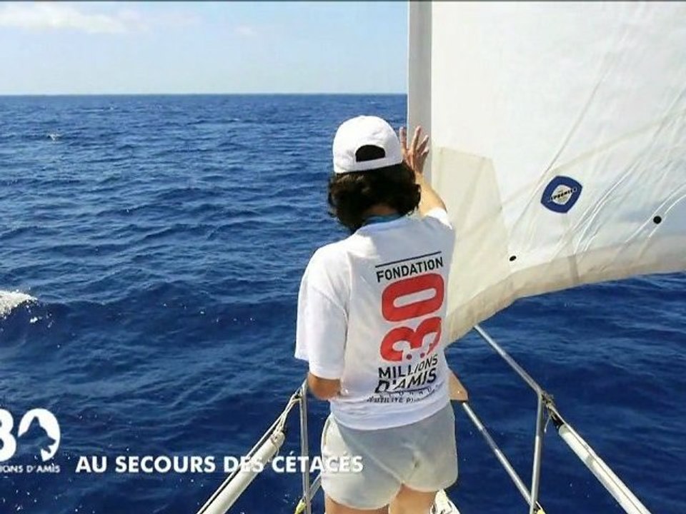 Au secours des cétacés