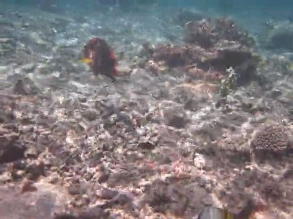 labre maori ( maori wrasse)