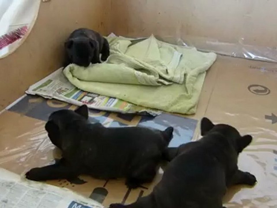 (http://sainte-marie.chiens-de-france.com/) Chiot bouledogue français à réserver