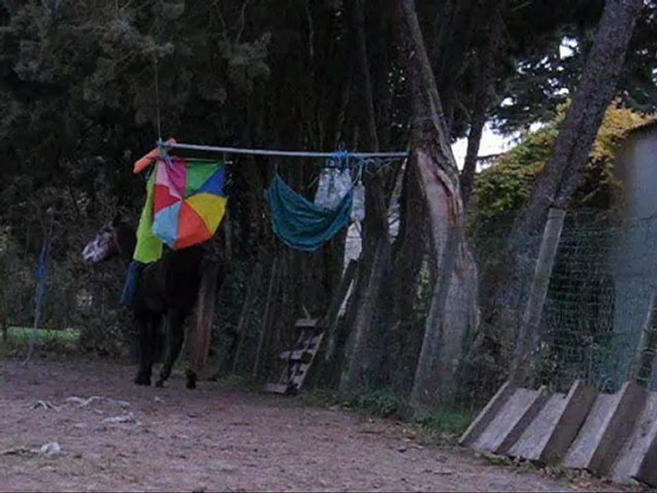 11.12 drapeaux freest