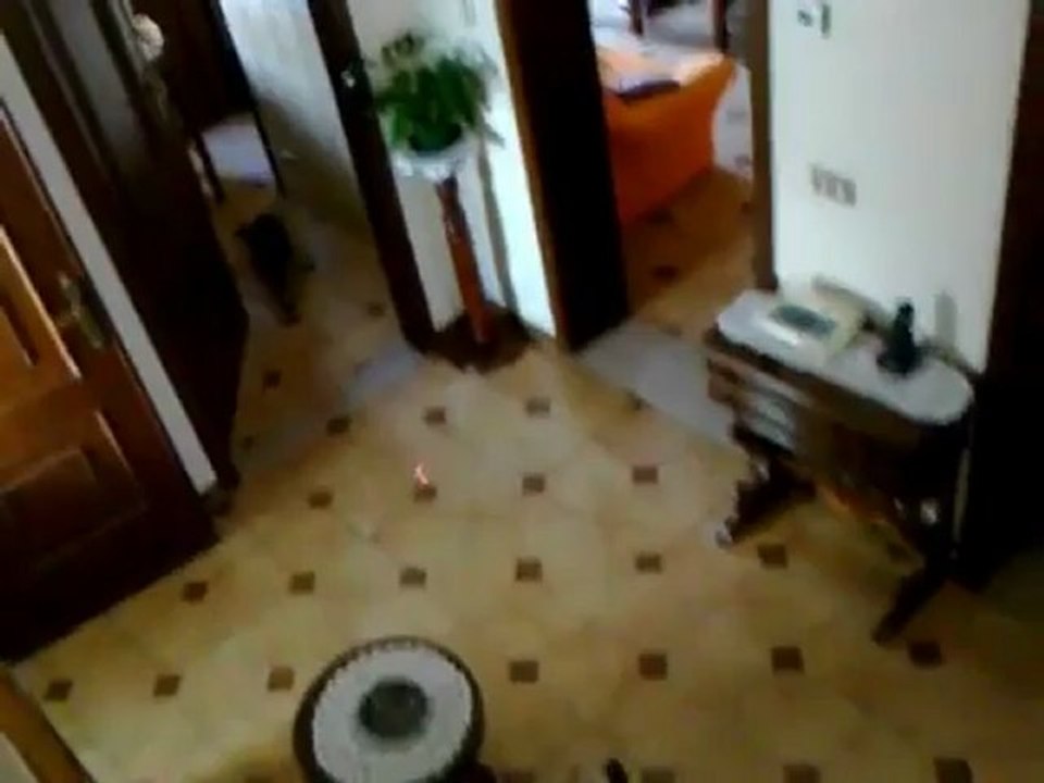 Kitty gioca con il laser