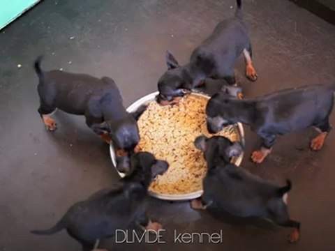 chiots pinscher nain LOF noir et feu de l'élevage de la Maison d'Este