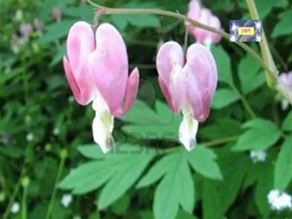 Du Jane Dekha Holo-  Sagar Sen