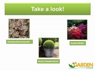 Shrubs for a British Garden