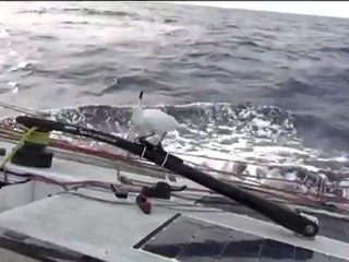 Vendée Globe : le passager clandestin de Di Benedetto