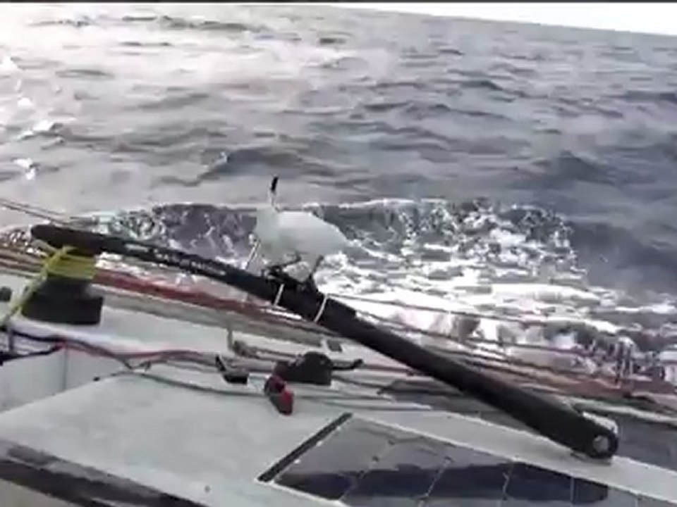 Vendée Globe : le passager clandestin de Di Ben...