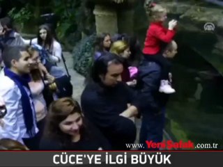 Teksas'dan gelen cüce timsahlar, büyük ilgi gördü