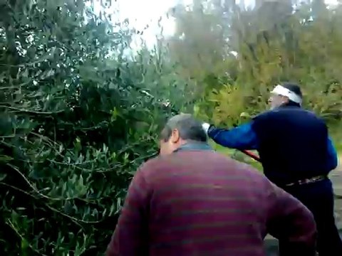 Recogida de olivas 2112-1.