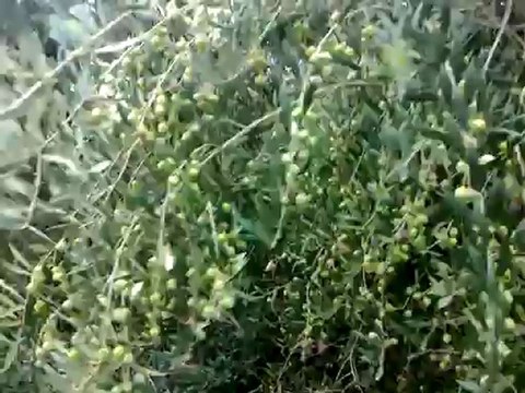 Recogida de olivas 2112-2.