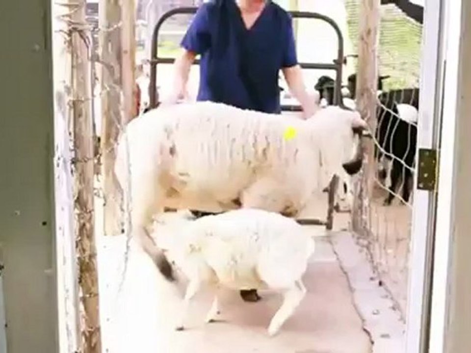 Mercy Halal Islamic Slaughter Part 3