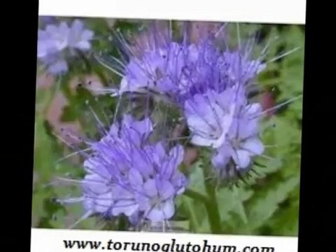 Arı otu satısı,Kara kovan balı,Arı yetiştırılıcıgı birliği