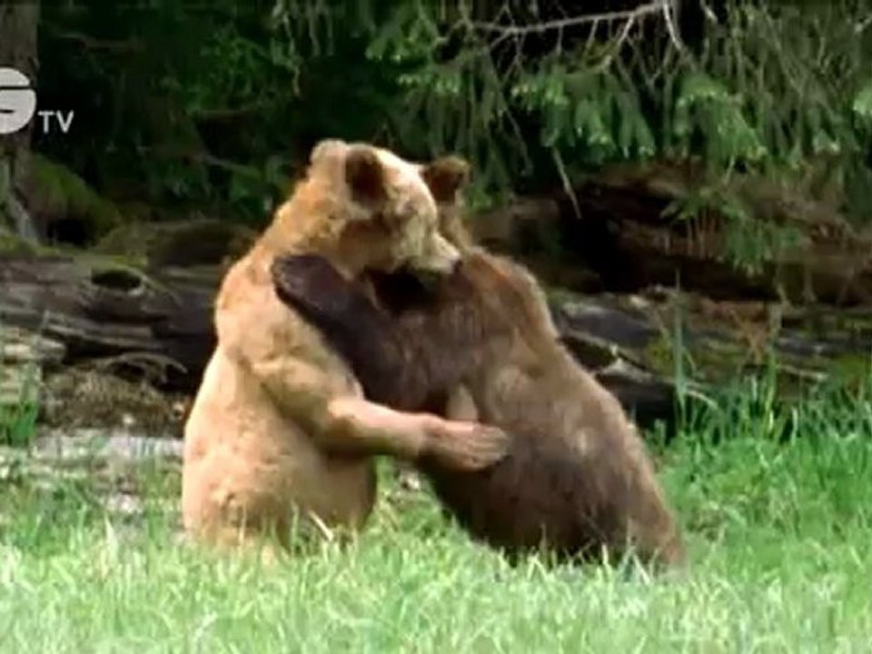 Funny Talking Bears