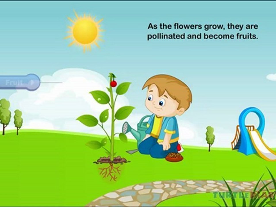 Plant Life Cycle