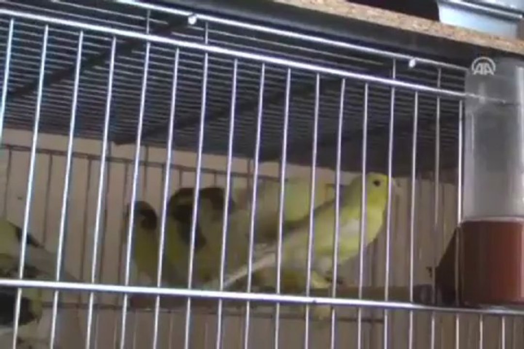 Kanarya sevgisi, şampiyonluk getirdi