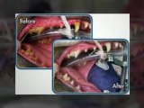 Non-Anesthesia Dog Teeth Cleaning