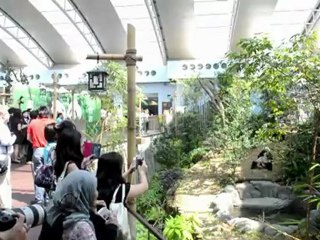 Giant pandas at Singapore safari park opening