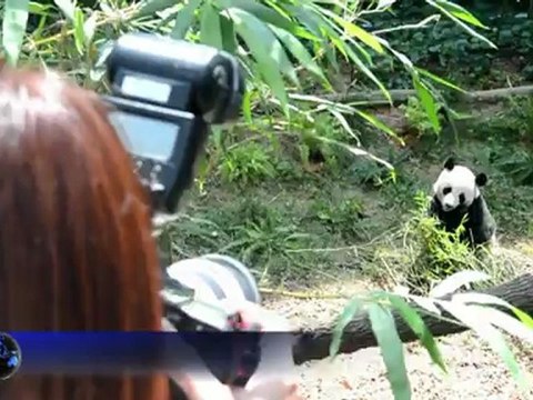 Le zoo de Singapour accueille deux pandas géants