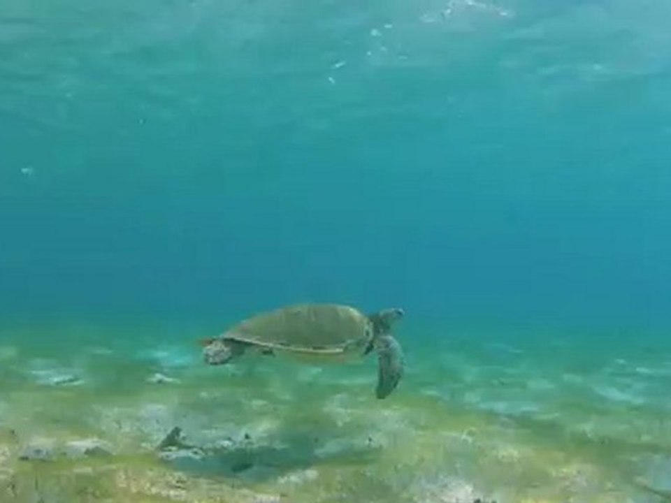 Tortue verte
