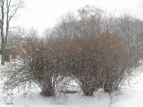 Поющие кусты