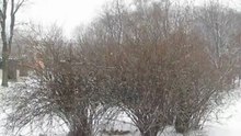 Поющие кусты