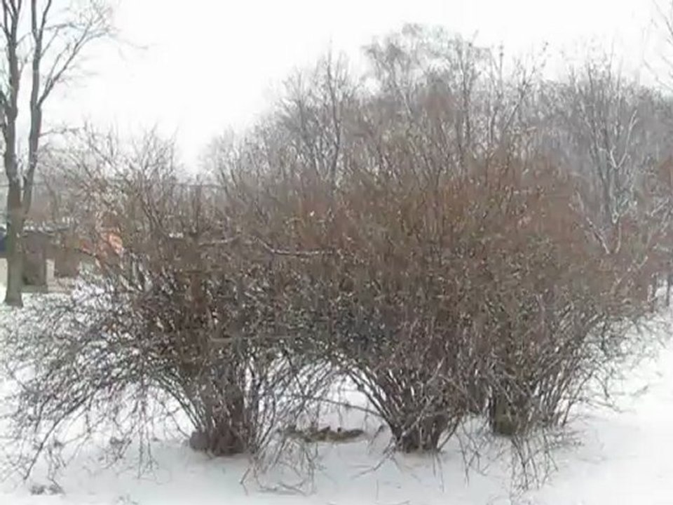 Поющие кусты