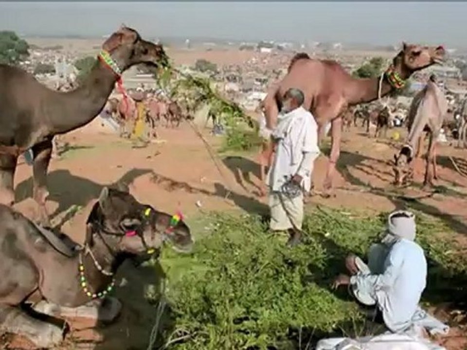 Feira de camelos na Índia