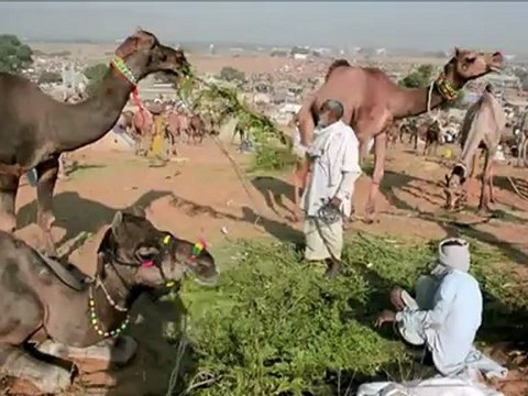 Feira de camelos na Índia
