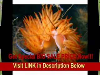 [BEST PRICE] Canon EOS 50D 15.1MP Digital SLR Camera with EF-S 18-200mm f/3.5-5.6 IS Standard Zoom Lens