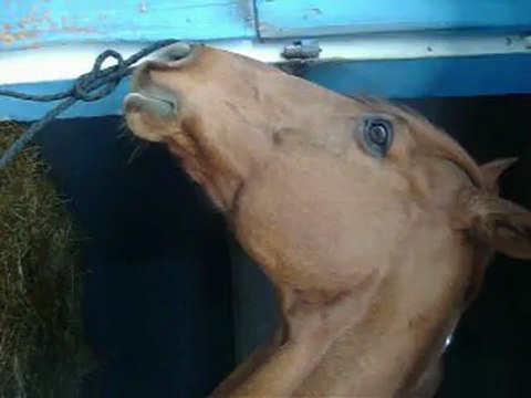 Mon gros loulou qui fouille dans mon sac de pansage