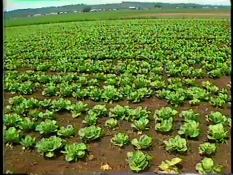 CityTV CityPulse Tonight intro 1987