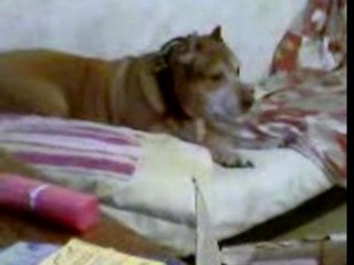 nikita vs tiger 2eme round