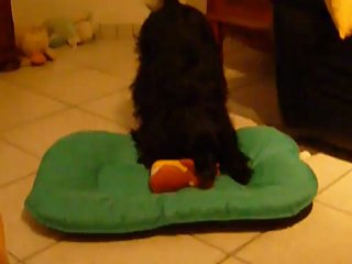 Mon chien fou Kermit