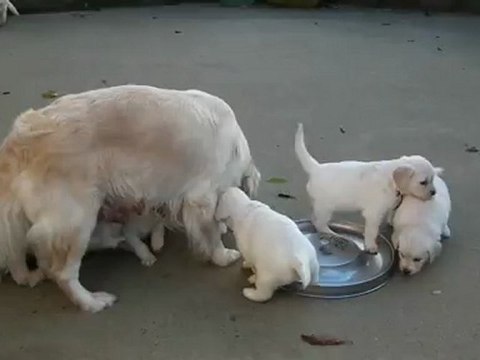 chiots golden retriever à 5 semaines