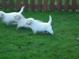 chiots golden retriever à 5 semaines