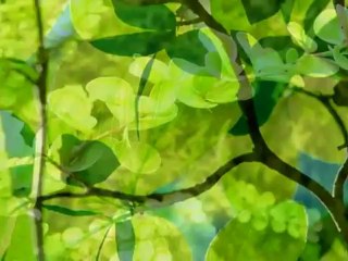 المقطع الذي ابهر العالم كله - عبد الباسط عبد الصمد