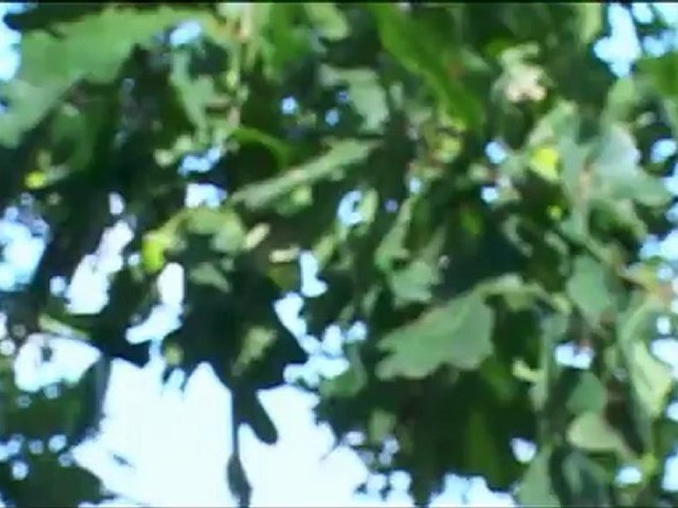 Чернухино