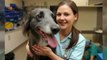 Dog Training and Non-Anesthesia Dog Teeth Cleaning