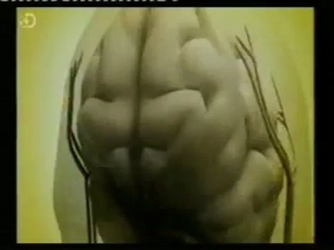 Reencarnacion: Vidas pasadas (¿Consciencia fuera del cuerpo?)