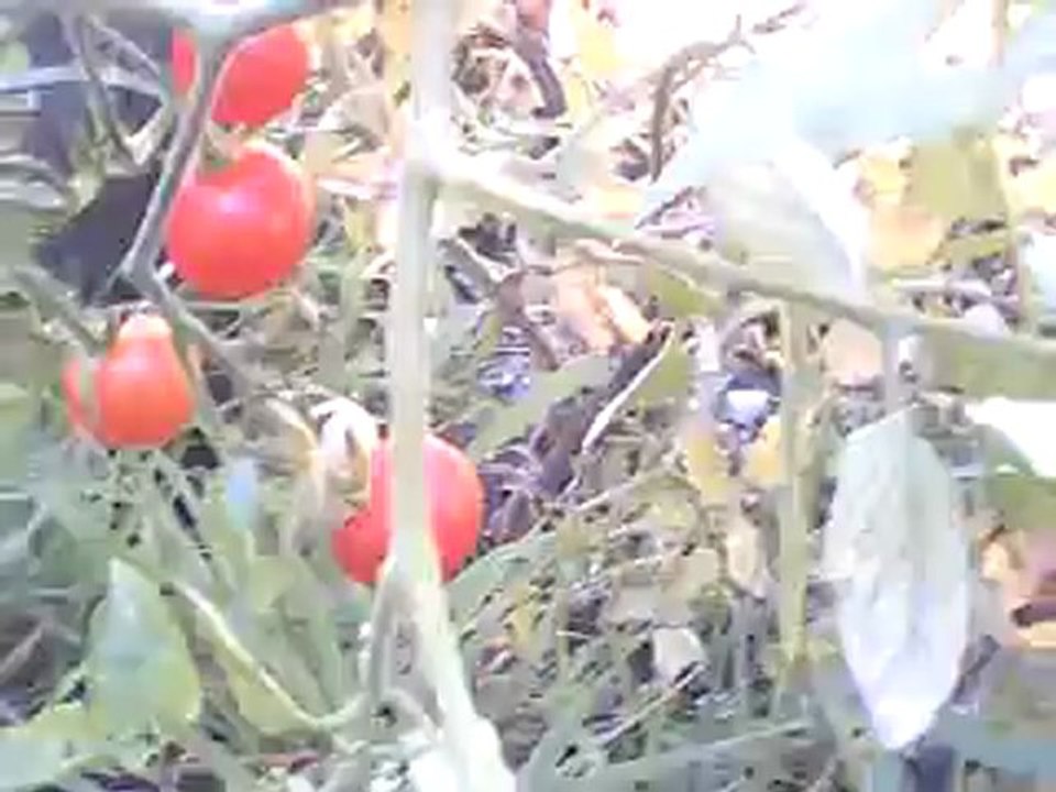 Mes tomates