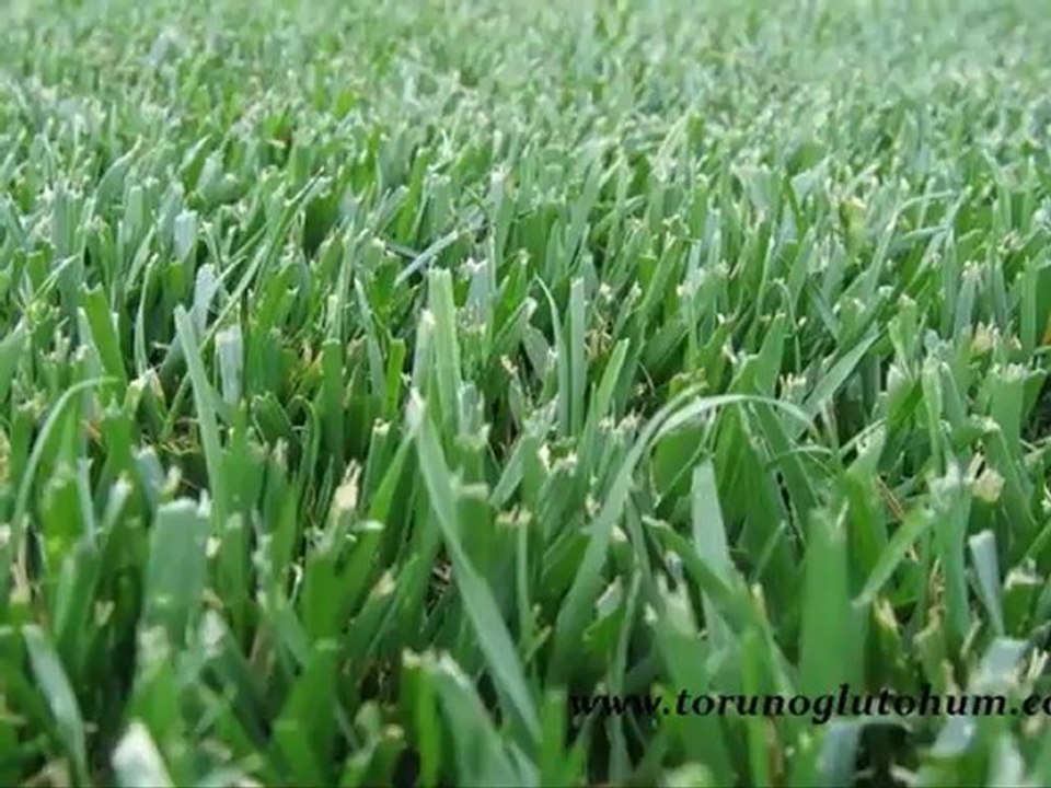 CİM TOHUMU CESİTLERİ,CİM TOHUMU SERTİFİKALI,CİM TOHUMU NEDİR