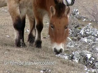 Le cheval, un condensé de nature
